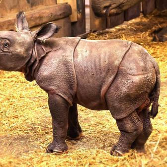 Zoo, Plzeň, nosorožec indický, mládě, narození