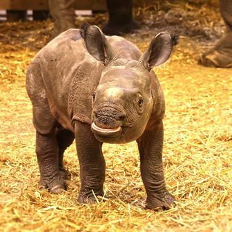 Zoo, Plzeň, nosorožec indický, mládě, narození