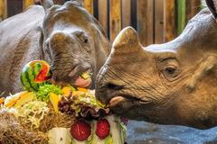 Zoo, Plzeň, nosorožec indický, mládě, narození