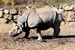 Zoo, Plzeň, nosorožec indický, mládě, narození