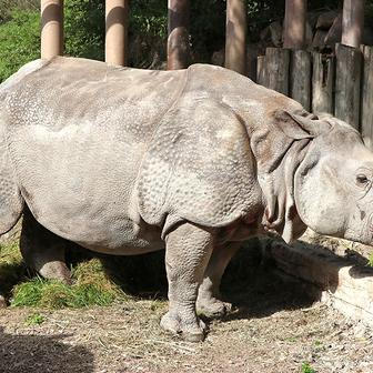Zoo, Plzeň, nosorožec indický, mládě, narození