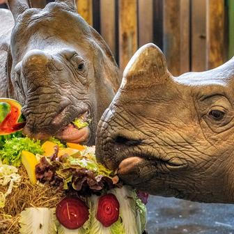 Zoo, Plzeň, nosorožec indický, mládě, narození