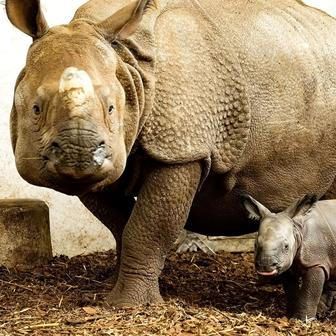 Zoo, Plzeň, nosorožec indický, mládě, narození