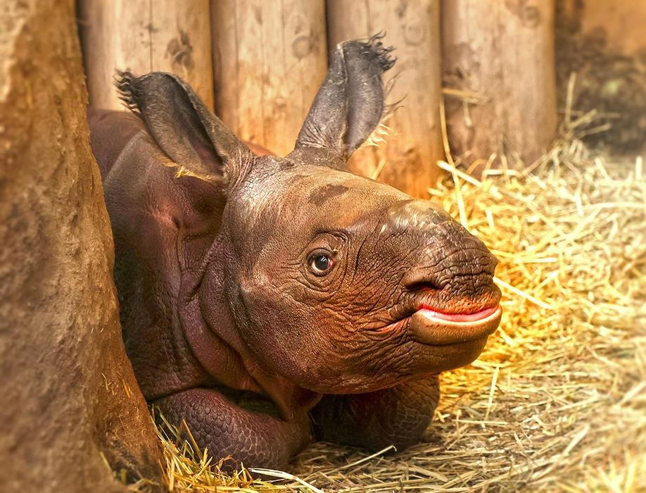 Zoo, Plzeň, nosorožec indický, mládě, narození