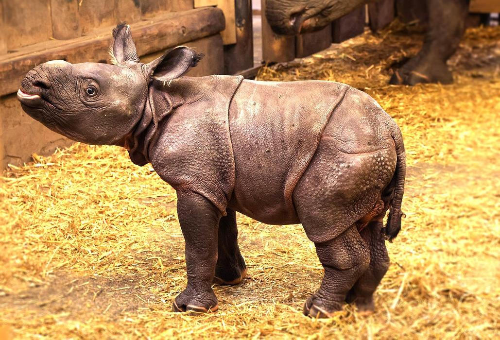 Zoo, Plzeň, nosorožec indický, mládě, narození