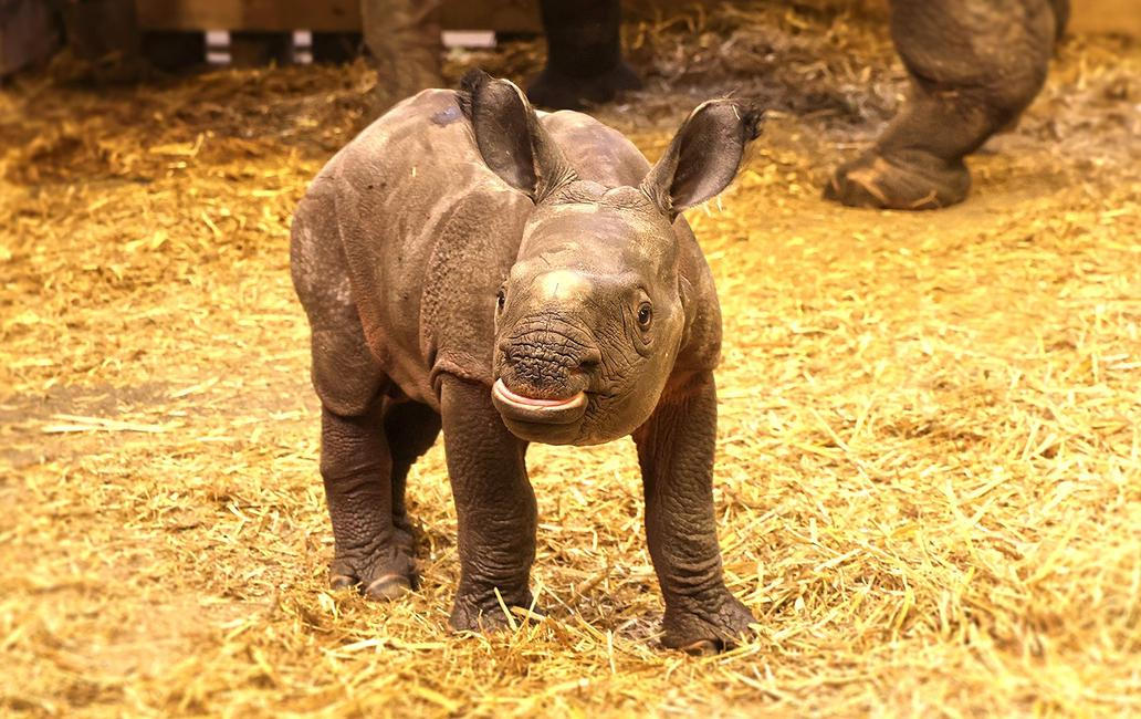 Zoo, Plzeň, nosorožec indický, mládě, narození
