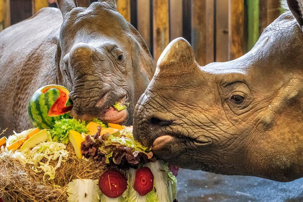 Zoo, Plzeň, nosorožec indický, mládě, narození