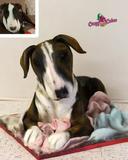 Cukrářka Lucie Charvátová