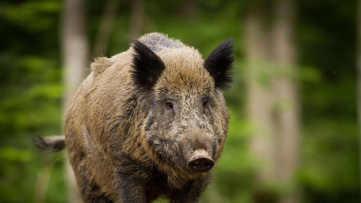 Divoké prase, divočák