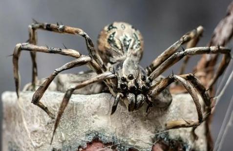 Cukrářka Lucie Charvátová