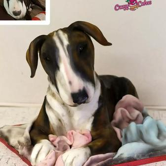 Cukrářka Lucie Charvátová