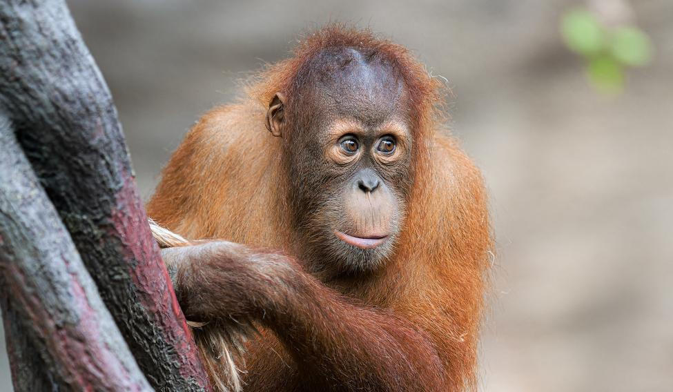 Sameček orangutana sumaterského Kawi