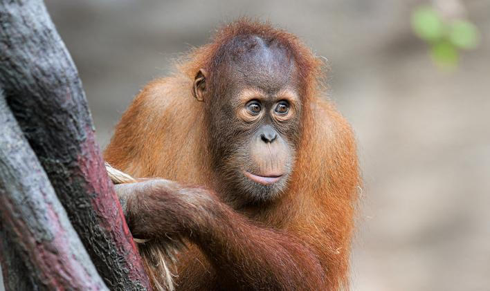 Sameček orangutana sumaterského Kawi