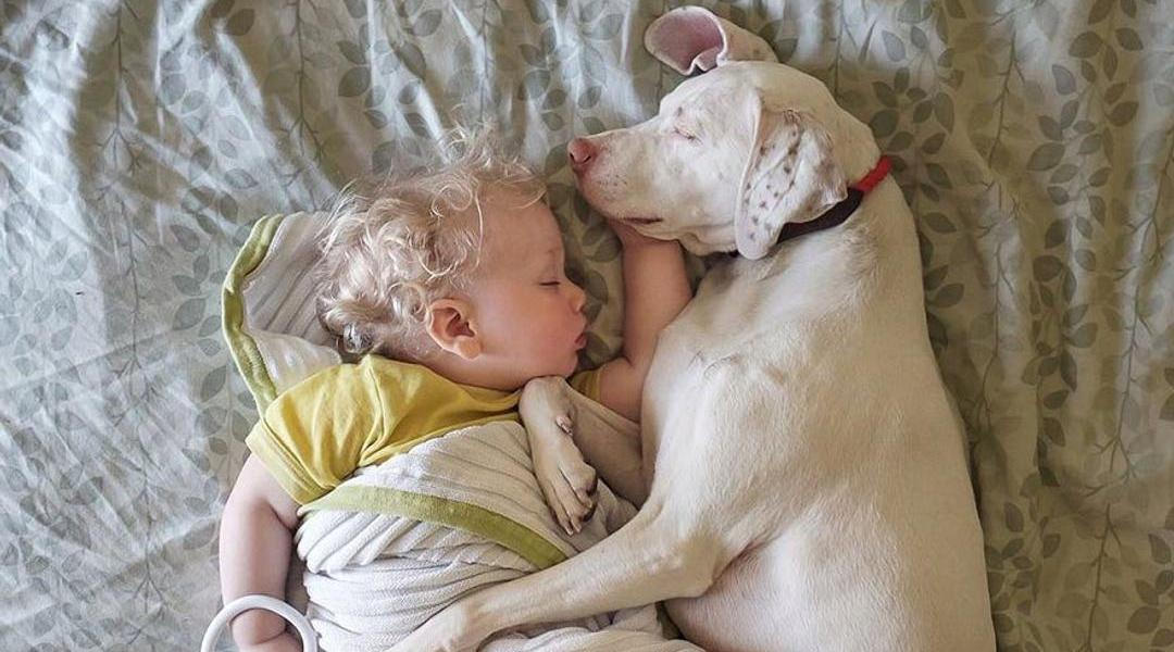 Přestože byla fenka vůči lidem velmi ostražitá, její psí srdce si získal Elizabethin nejmladší syn Archie.