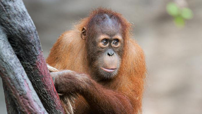 Sameček orangutana sumaterského Kawi