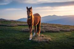 Nejdéle byli cestovatelé bez civilizace šest dní.