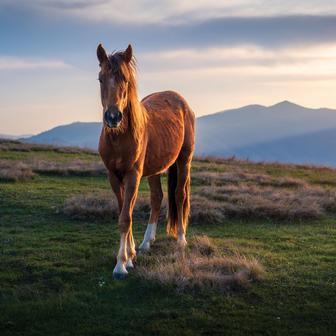 Nejdéle byli cestovatelé bez civilizace šest dní.