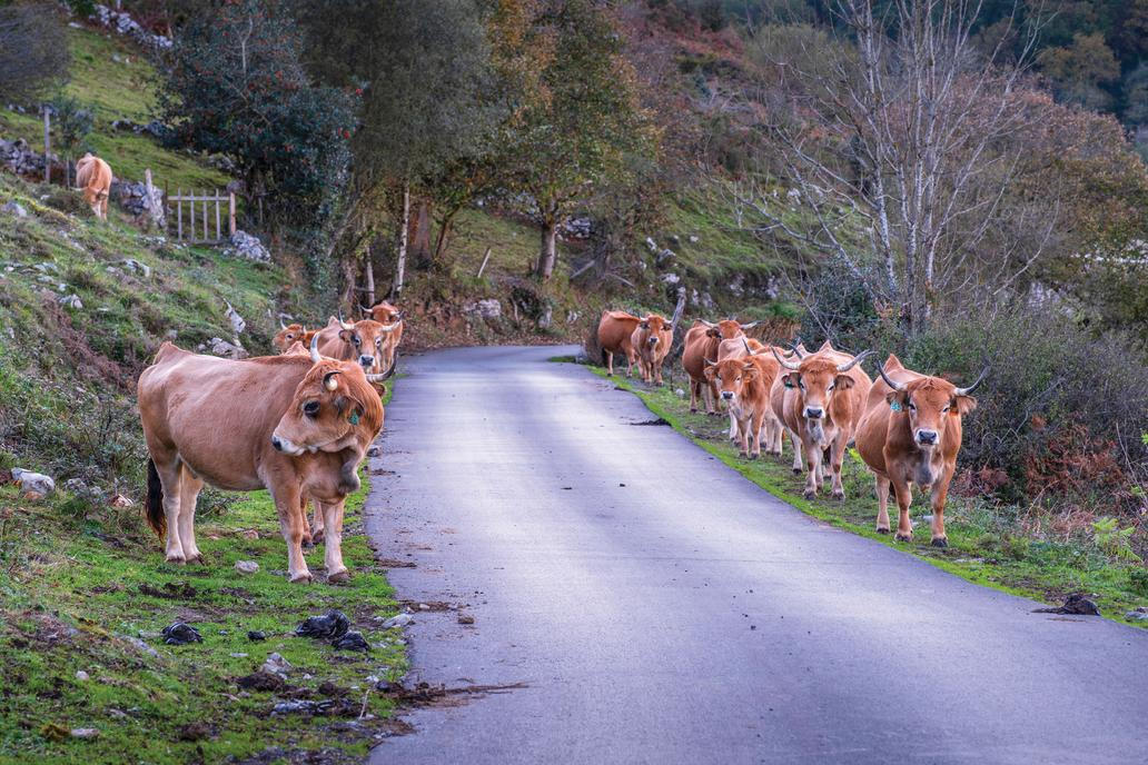 Nyní nežijí jen na jednom místě. „Většinu času trávíme v Česku a dost cestujeme,“ popisuje Lašan.