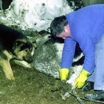 Kafilérie zpracovávají odpady živočišného původu jako uhynulá zvířata nebo zkažené maso. Práce zahrnuje manipulaci s biologickým odpadem v náročném prostředí s hlukem a zápachem. Na snímku zaměstnanec odklízí mrtvou krávu na farmě v Krásné Lípě na Děčínsku.
