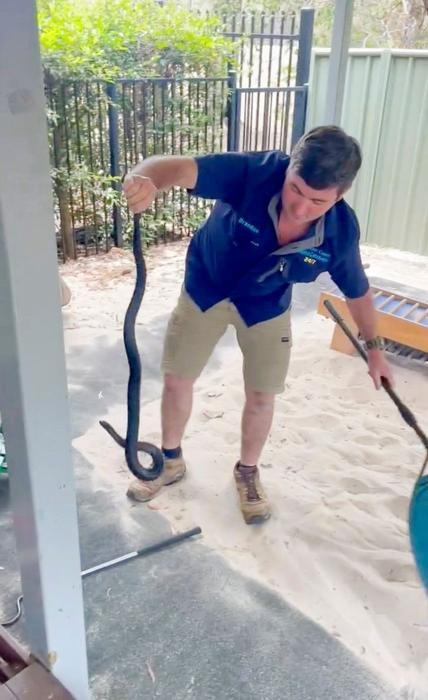 Lovci jedovatých hadů chytají plazy kvůli bezpečnosti ostatních nebo kvůli získání jedu pro účely medicíny. Riziko uštknutí je vysoké i přes použití ochranného vybavení. Snímek vznikl v Austrálii 6. června 2024.