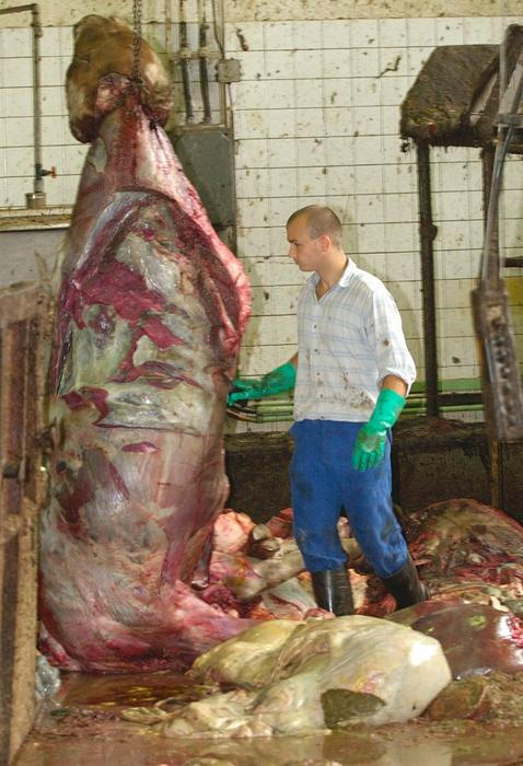 Zaměstnanec Veterinárního asanačního ústavu v Dobřejovicích připravuje uhynulý skot na pitvu. Ústav likviduje až 120 tun zvířat denně.