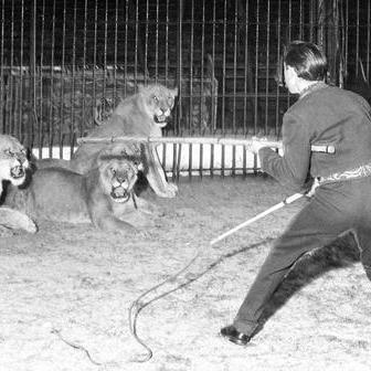 Nebezpečná je také práce krotitelů divokých zvířat. Fotograf zachytil teprve sedmnáctiletého Nickieho Chipperfielda při vystoupení se čtyřmi lvicemi v kleci. Fotografie je z roku 1964, zatímco v šedesátých letech mu publikum tleskalo, dnes se část veřejnosti od cirkusové zábavy odklání kvůli přesvědčení, že jde o týrání zvířat.