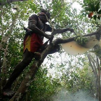 Sběr medu divokých včel, zejména největšího druhu včely na světě Apis laboriosa, je starobylou tradicí praktikovanou kmeny Gurung a Magar v Nepálu. Tito sběrači riskují životy na strmých útesech, kde pomocí bambusových žebříků a tyčí získávají med z hnízd. Tradiční sběr medu v mangrovovém lese Sundarbans je na seznamu UNESCO. Satkhira, Bangladéš, 2016.