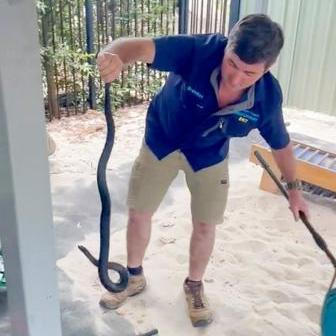 Lovci jedovatých hadů chytají plazy kvůli bezpečnosti ostatních nebo kvůli získání jedu pro účely medicíny. Riziko uštknutí je vysoké i přes použití ochranného vybavení. Snímek vznikl v Austrálii 6. června 2024.