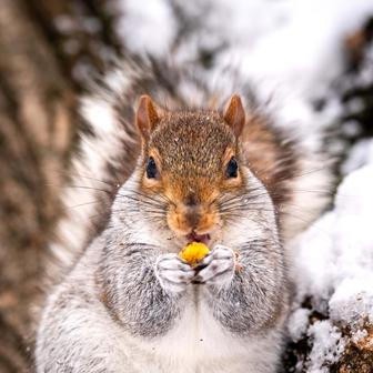 Já sním o Vánocích bílých