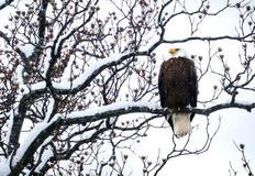 Já sním o Vánocích bílých