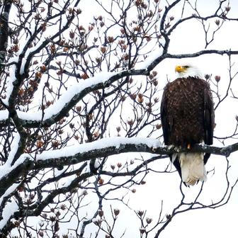 Já sním o Vánocích bílých