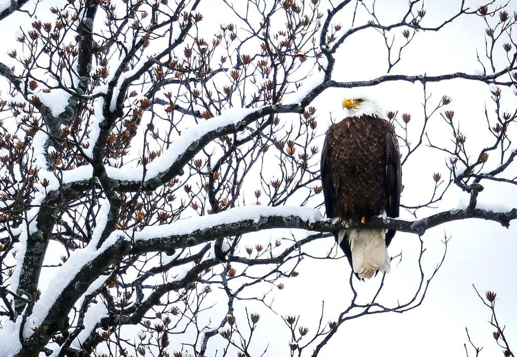 Já sním o Vánocích bílých