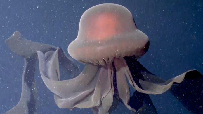 Video: Deset metrů dlouhá chapadla. Vědci zachytili v hlubinách oceánu vzácnou medúzu