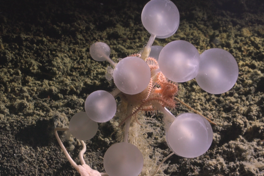 Hlubiny oceánu stále překvapují. Vědci objevili nečekanou smrtící kouli 