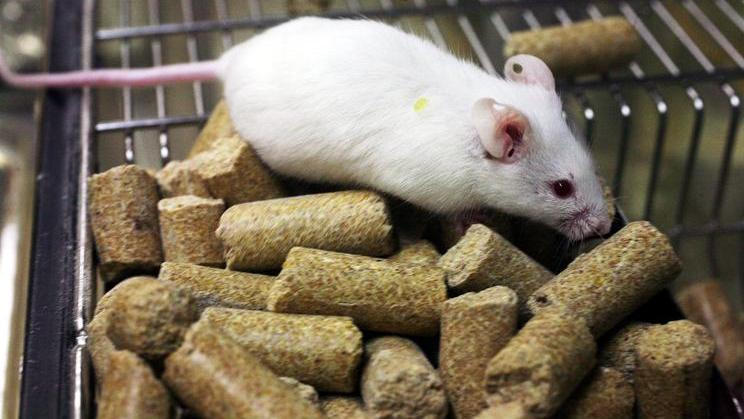 Vědci uvádí, že se jim podařilo uzdravit myši z autismu.