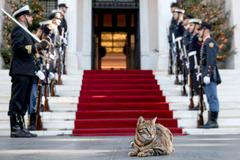 Škoda tyhle fotky minout: Král za pípou, setkání lvů nebo padlá socha Svobody