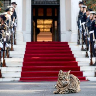 Škoda tyhle fotky minout: Král za pípou, setkání lvů nebo padlá socha Svobody