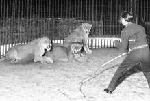 Nebezpečná je také práce krotitelů divokých zvířat. Fotograf zachytil teprve sedmnáctiletého Nickieho Chipperfielda při vystoupení se čtyřmi lvicemi v kleci. Fotografie je z roku 1964, zatímco v šedesátých letech mu publikum tleskalo, dnes se část veřejnosti od cirkusové zábavy odklání kvůli přesvědčení, že jde o týrání zvířat.