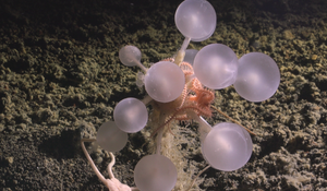 Chondrocladia alias masožravá houba zvaná jako smrtící koule.