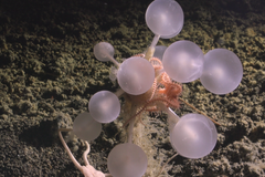 Chondrocladia alias masožravá houba zvaná jako smrtící koule.