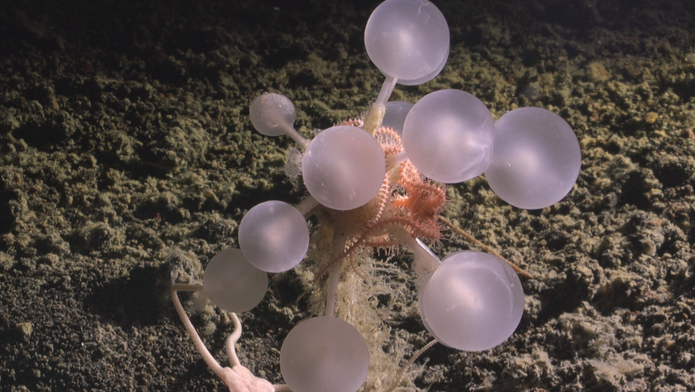 Chondrocladia alias masožravá houba zvaná jako smrtící koule.
