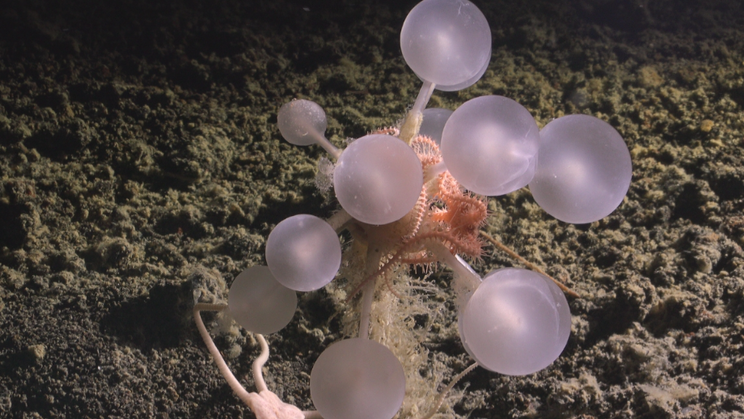 Chondrocladia alias masožravá houba zvaná jako smrtící koule.