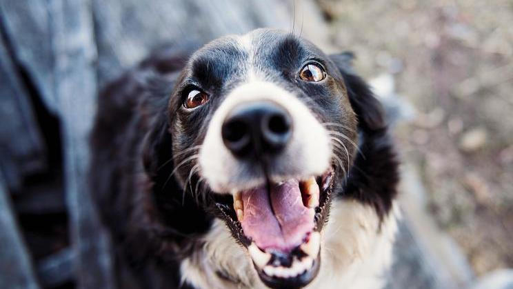 Psi místo dětí? Nový výzkum boří rozšířený mýtus. 