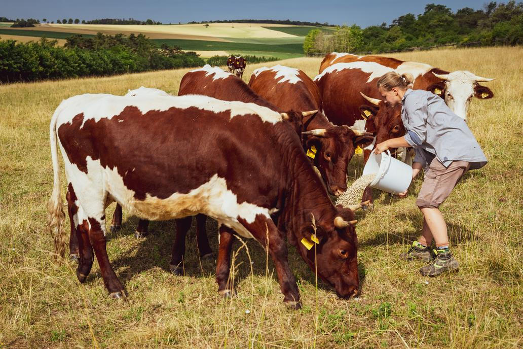 Na Farmářské škole je teorie jen asi 30 procent. Zbylých 70 procent chodí studenti po farmách.