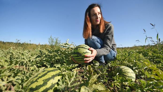 Farma Pech - melouny