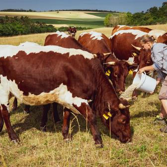Na Farmářské škole je teorie jen asi 30 procent. Zbylých 70 procent chodí studenti po farmách.