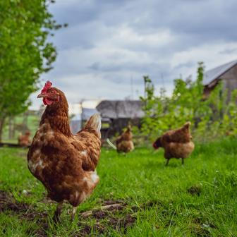 Zemědělci musí mít podle Prachaře finanční a byznysovou gramotnost. Na snímku farma Jednorožec.