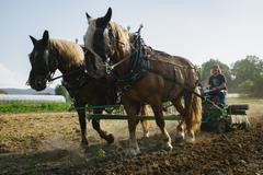 "Druhá věc je administrativa kolem farmy. Máte různé dotace, různé portály, ve kterých je třeba se orientovat," říká Prachař.