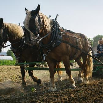"Druhá věc je administrativa kolem farmy. Máte různé dotace, různé portály, ve kterých je třeba se orientovat," říká Prachař.