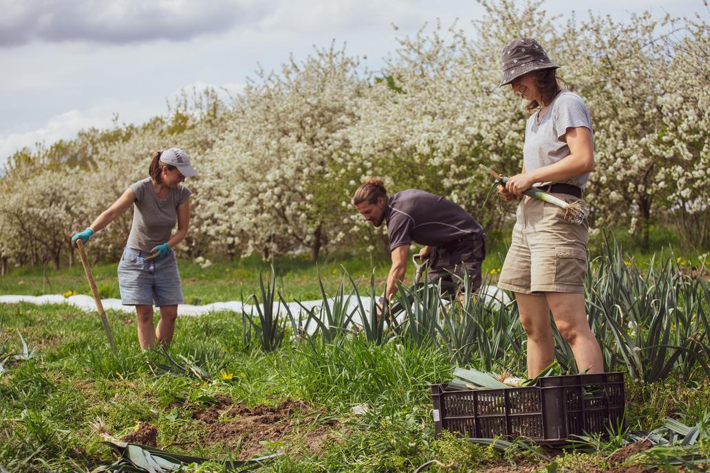 Jiří Prachař v roce 2023 spoluzaložil unikátní Farmářskou školu, jedinou vyšší odbornou školu v Česku zaměřenou na ekologické zemědělství, ve které dnes působí jako ředitel.